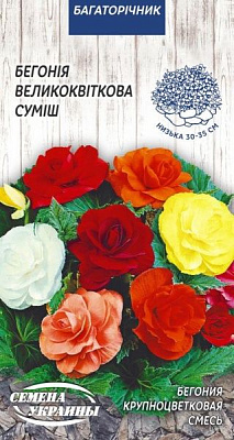 Насіння Семена Украины бегонія Великоквіткова (суміш) 10 шт.
