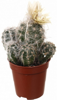 Кактус декоративный 5,5/8