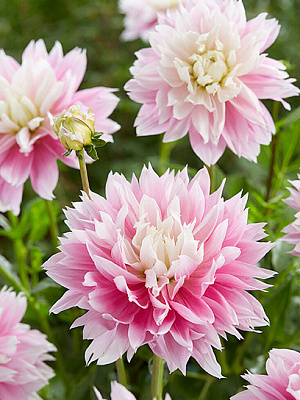 Коренебульба TUBERBULB Export B.V. жоржини декоративної Івана 1 шт.