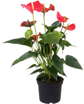 Растение Антуриум микс 17х85 см