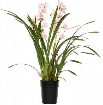 Рослина Цимбідіум 1 стовбур 14х70 см