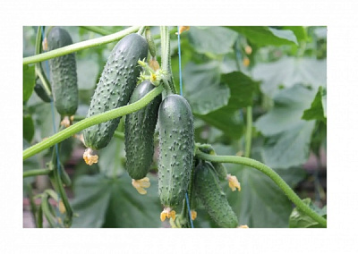 Семена Професійне насіння огурец Балкан F1 10 шт. (4820176698063)