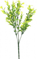Растение декоративное зелень Крассула 1927 30х30 см Цветы от королевы