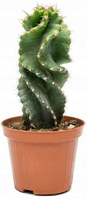 Кактус Цереуса Твистед 10/20