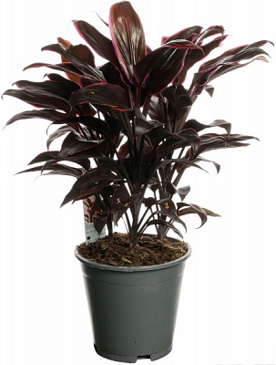 Растение комнатное Корделина 21/60 микс