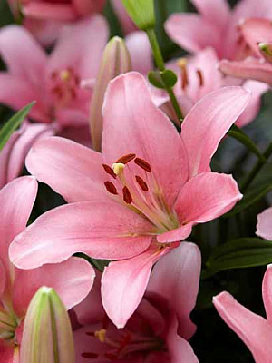 Луковица лилии Бриндизи ЛА 1 шт. 