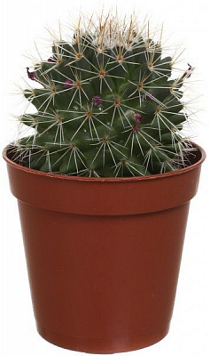 Рослина кімнатна Мамілярія 5х10 см