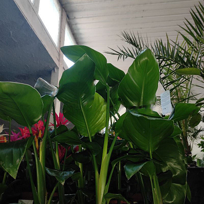 Рослина Стреліція 12*50-70 Nicolai неквітуча