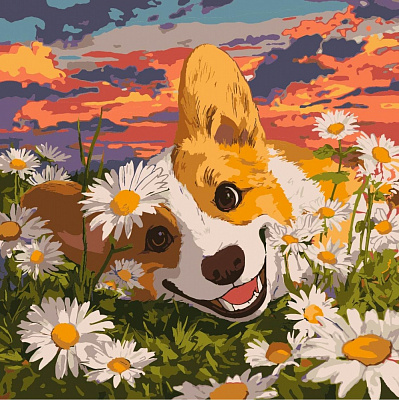 Картина по номерам Корги в ромашках 40х40 см Ideyka