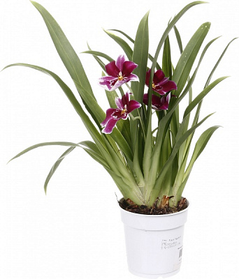 Рослина кімнатна Мільтонія 1 гілка 12х45-55 см