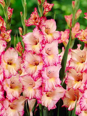 Бульбоцибулина гладіолуса великоквіткового Прісцілла 3 шт.