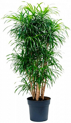 Растение комнатное Драцена Анита d17/h50