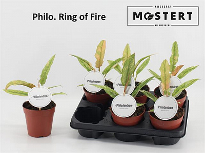 Рослина Філодендрон 12х25 Ring of Fair