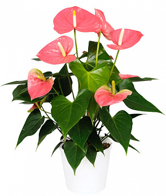Растение комнатное Антуриум 12/40 розовый