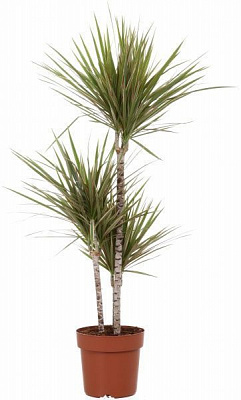 Растение Драцена Биколор 11х50 см