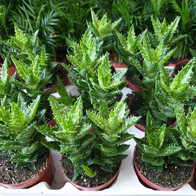 Растение Алоэ 8х10 Squarrosa