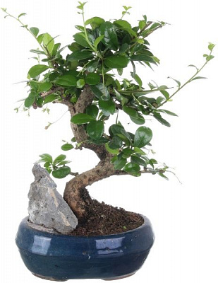 Растение Бонсай в керамической плошке 20/25