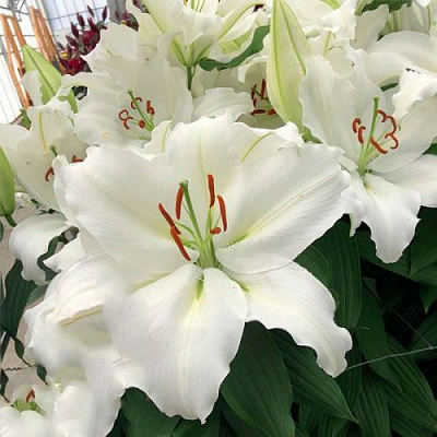 Цибулина Яскрава Лілія OT гібрид Appleton 1 шт.