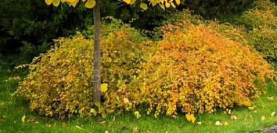 Рослина Стефанандра С3