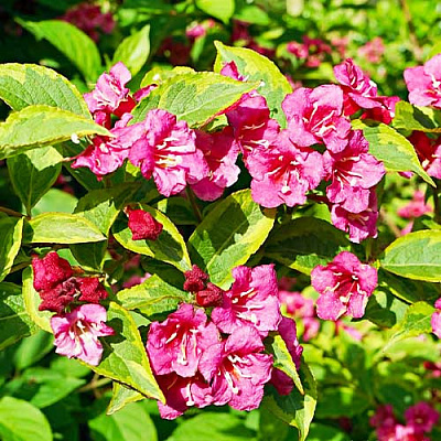 Растение Вейгела Moulin Rouge d 17 h 20