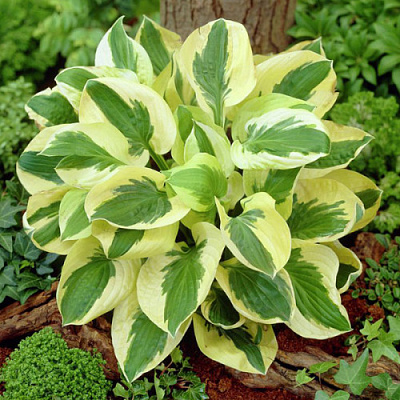 Кореневище Яскрава Хоста Brim Cup