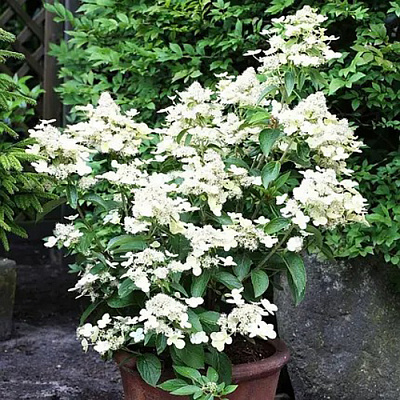 Растение Гортензия метельчатая Прим Уайт / Hydrangea pan. 'Prim'White' С7,5/Н60-80