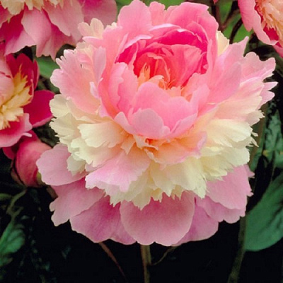 Кореневище Півонія трав'яниста Sorbet 1 шт. Яскрава