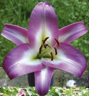 Луковица Яскрава Лилия OT гибрид гигантская Time Zone 1 шт.