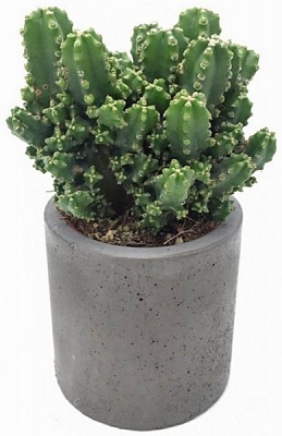 Растение Цереус Паолина 6/12