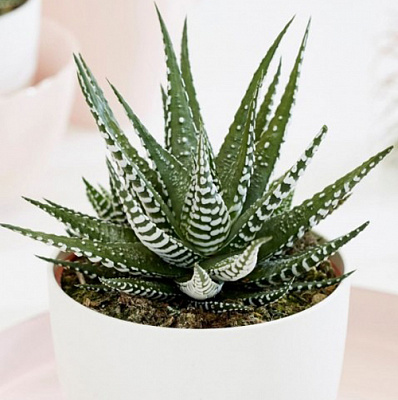 Растение Хавортия 8х10 Big Band