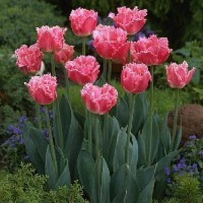 Луковица Тюльпан Бахромчатый Даллас 5 шт. 