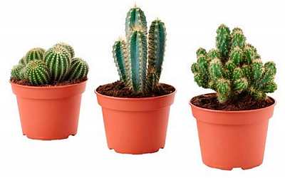 Растение Кактус олень 6х13 см