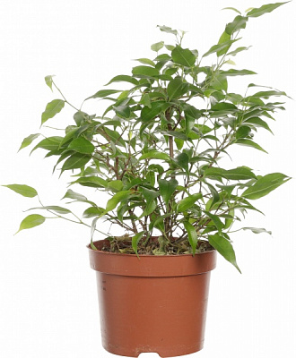 Растение фикус бен зеленый кинки 12/30