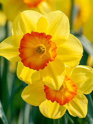 Цибулина нарциса Делібес 3 шт. TUBERBULB Export B.V.