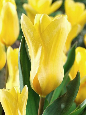 Луковица TUBERBULB Export B.V. тюльпана Фостера Елоу Эмпрес 3 шт. 