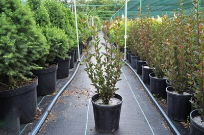 Растение Пузыреплодник С3