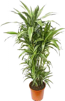 Растение комнатное Драцена 24/140 Варнески