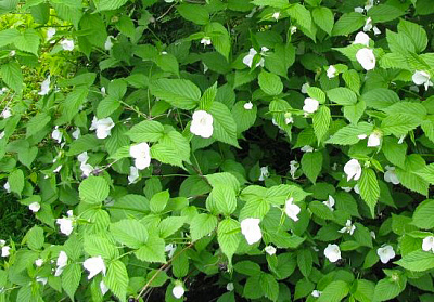 Рослина Розовик керієподібний/Rhodotypos scandens C4 /Н 40-60