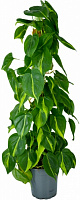 Растение Филодендрон бразил на опоре d15/h50 