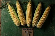 Семена LedaAgro кукуруза сахарная Камберленд F1 20 шт. (4820119796597)