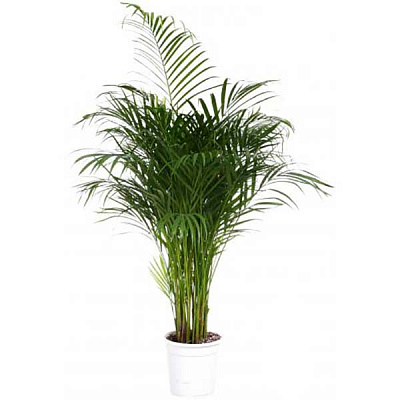 Рослина кімнатна Пальма Арека
