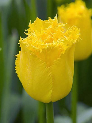 Цибулина тюльпана бахромчастого Кріспі Мері 3 шт.