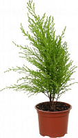 Растение Кипарис Wilma 10х22 см