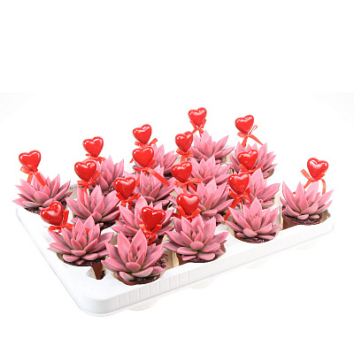 Растение Эхеверия 06х08 Miranda крашеная розовая с топпером