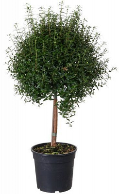 Растение комнатное Мирт ø15 h50