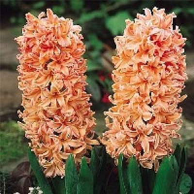 Луковица Гbацинт восточный Джипси Квин 3 шт. 