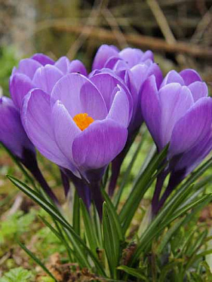 Клубнелуковица крокуса крупноцветкового Гранд Метре 4 шт. 