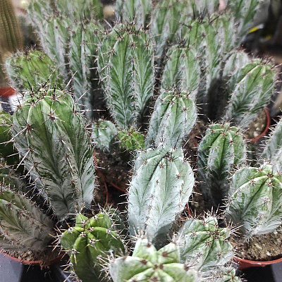 Растение Кактус 10х15 Polaskia Chichipe