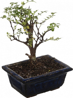 Растение Бонсай в керамической плошке с блюдцем 10/15