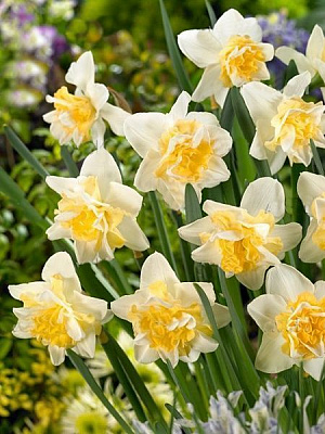 Луковица TUBERBULB Export B.V. нарцисса Свит Дизаэ 3 шт.